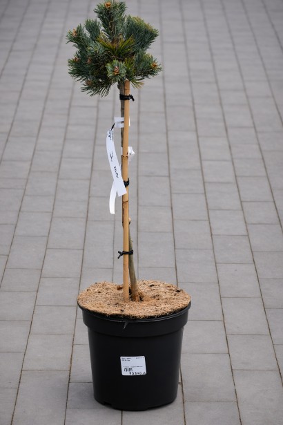 Сосна Кін-По / Кінпо купити на штамбі